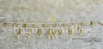 Swish Hairband (Mathapatti) - White [Click inside image for HD quality]